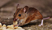24 Hour & Emergency Exterminators in Grassy Creek, NC